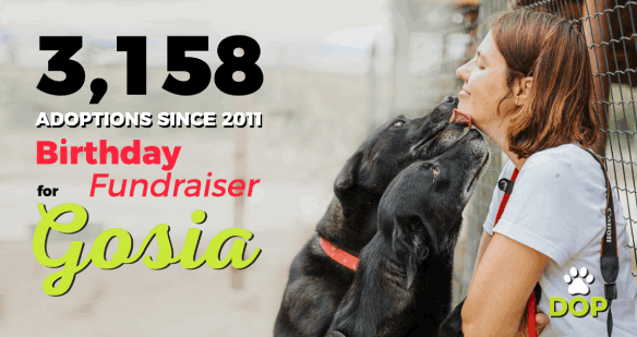 Dogs of Portugal Birthday Fundraiser