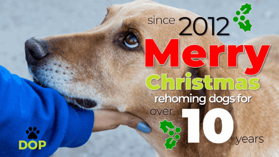 Dogs of Portugal Christmas Fundraiser