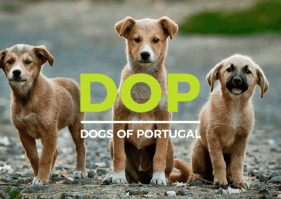 Dogs of Portugal
