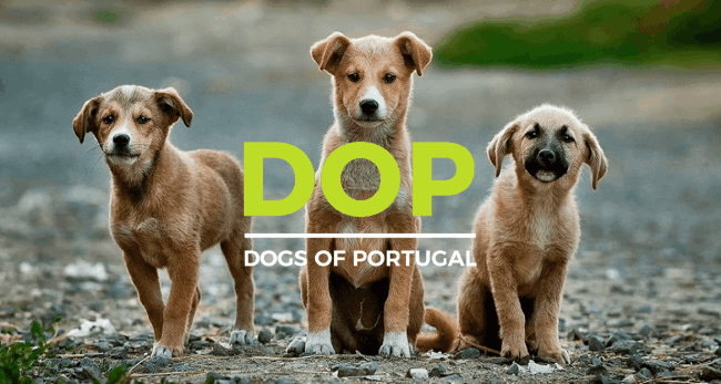 Dogs of Portugal